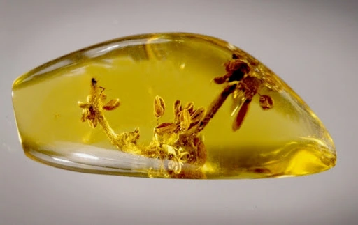 Ambre jaune naturel de la Baltique